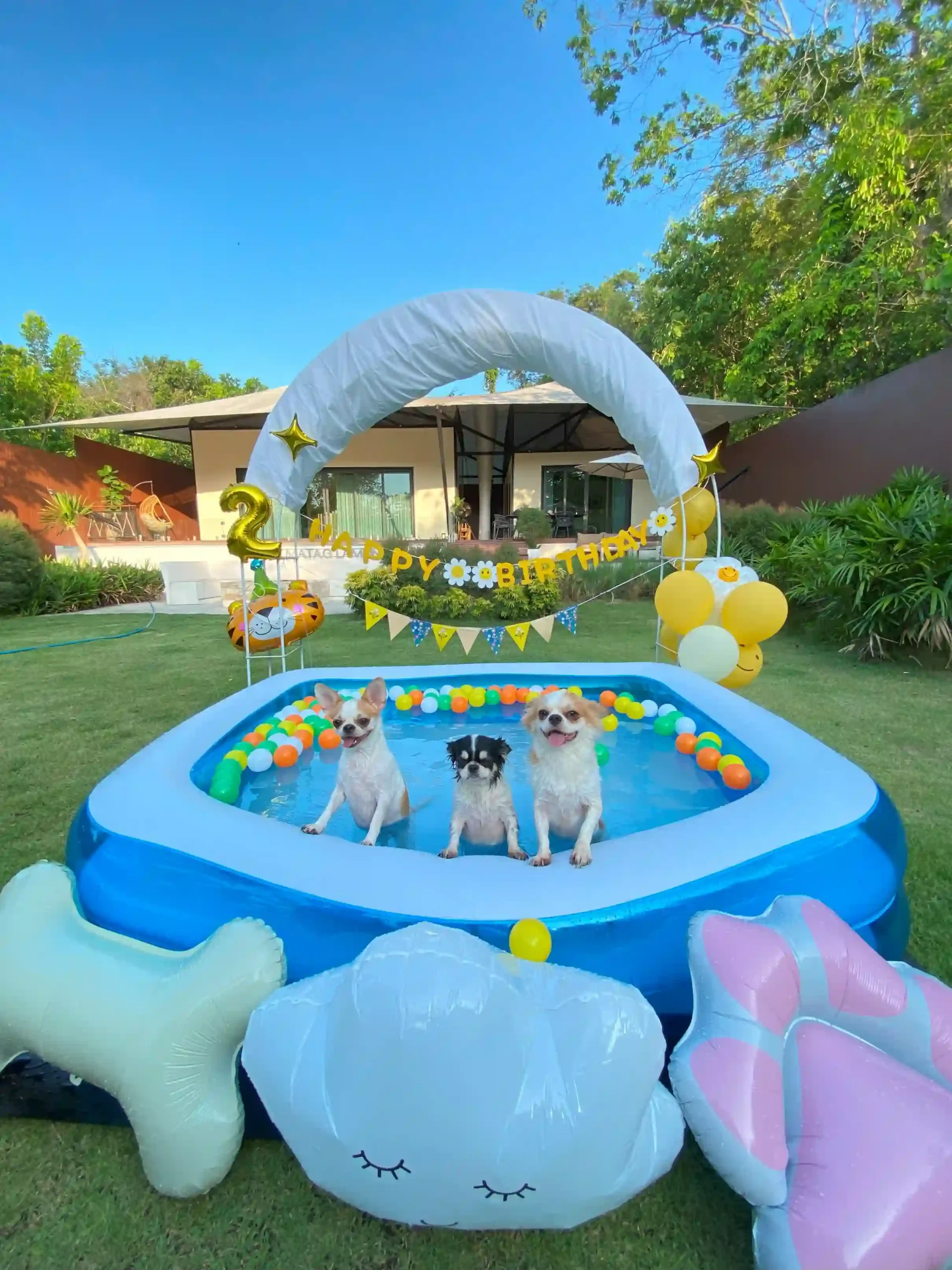 Pet Pool Party